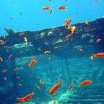 The Kingston at The Red Sea Wreck ProjectA