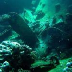 Kormoran at The Red Sea Wreck Project