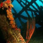 SS Ulysses at The Red Sea Wreck Project