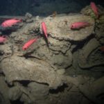 SS Thistlegorm at The Red Sea Wreck Project